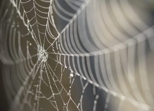 A close up photo of a spider web, in the morning with